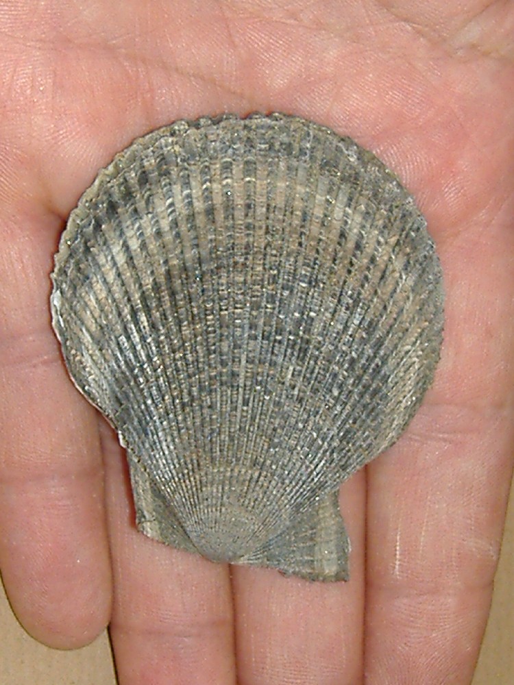 Chlamys varia (Linneo, 1758) - Pliocene - Asti